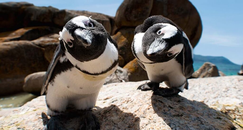 two african penguins on a rock looking curiously at the camera, one of the best Cape Town beaches for animal lovers