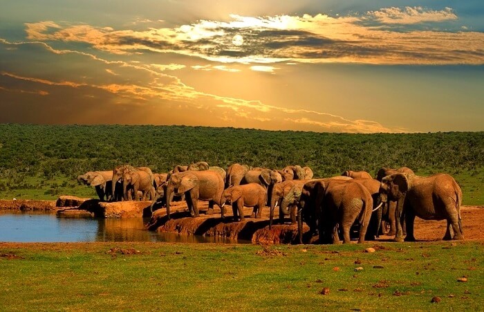 A large herd of elephants drinking at a small dam, behind them is lush bush, another great SAN park in the Western Cape