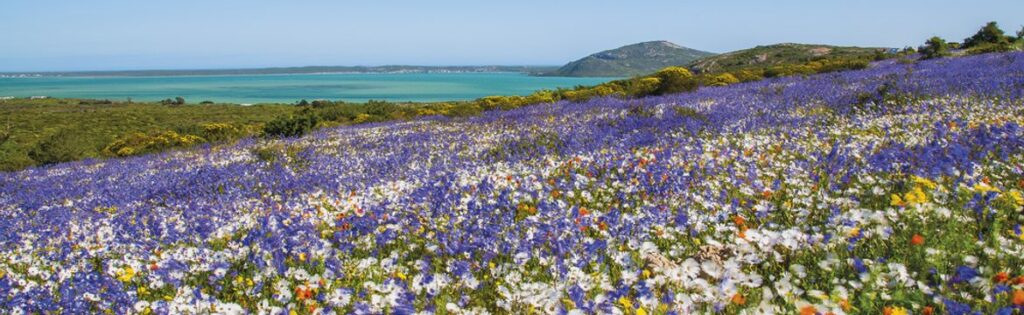 A wide open field with beautiful white and purple flowers all over, in the distance the lagoon is visible, this SAN park is truly a sight to behold