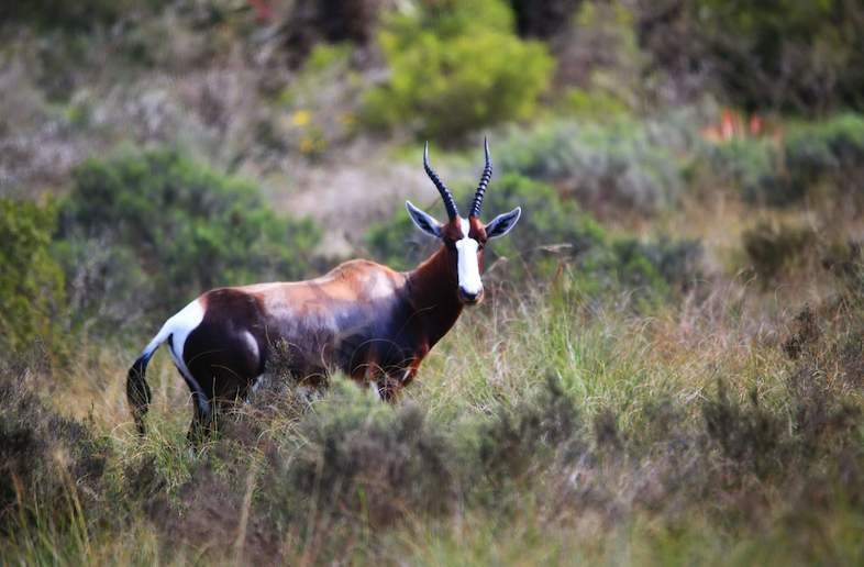 a bontebok looks directly at the camera, standing in the open with the fynbos in the background, the primary draw of this SAN park