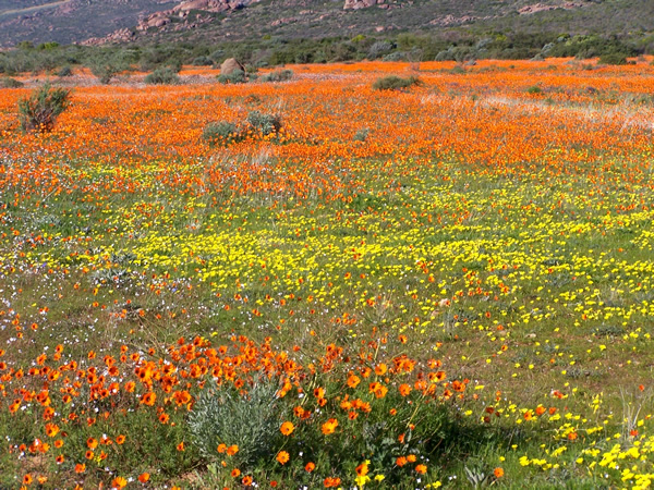 a large field with beautiful yellow and orange flowers blooming all over it, this is the beauty that this SAN park has to offer