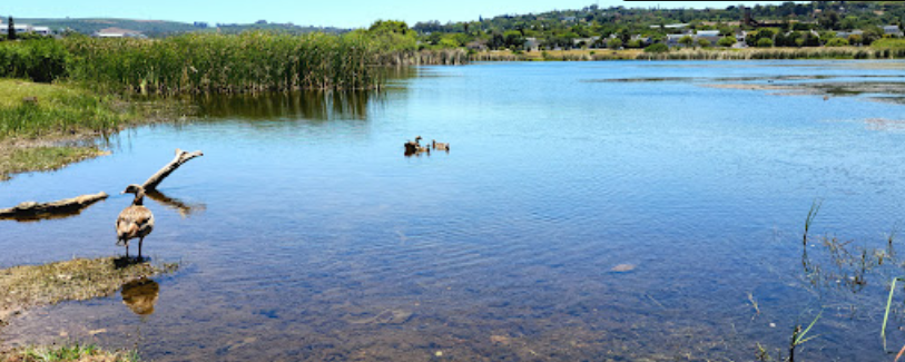 Door de Kraal Dam with some geese swimming on it, this tranquil area is a great place for fishing in Cape Town