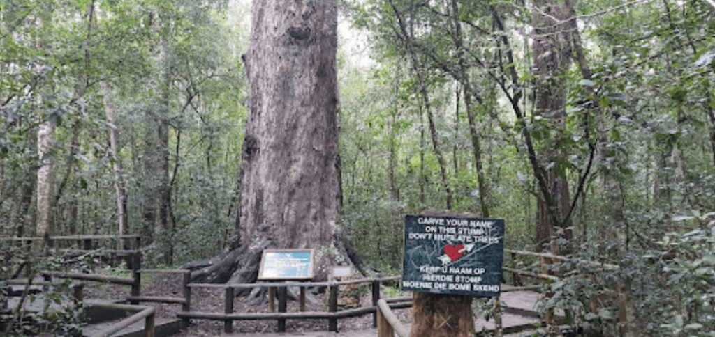 A beautiful tree on this trail for backpacking Garden Route has to offer