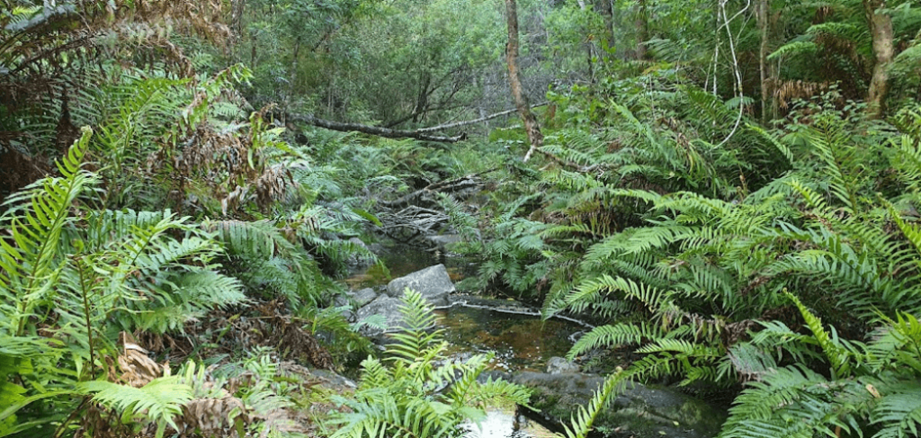 A beautiful river winding through a dense forest, just one example of the backpacking Garden Route has to offer