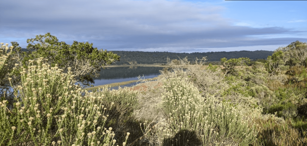 A beautiful fynbos area with a body of water, just an example of the scenery you can see while backpacking Garden Route