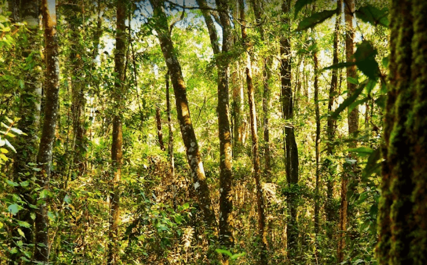 an image of the forest scenery you can expect on this trail for backpacking Garden Route