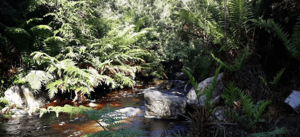 A stunning bit of river scenery that can be found on this trail which is great for backpacking Garden Route