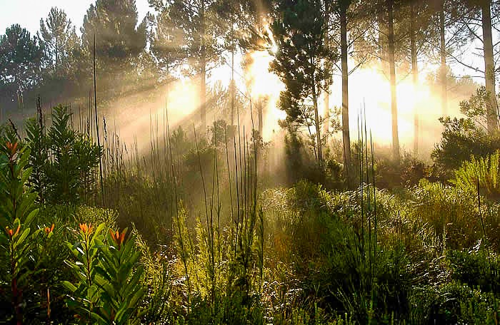 Sunlight filtering through the lush plant life, just one example of the beauty to behold when backpacking Garden Route